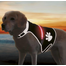 TRIXIE Vestă reflectorizantă Flash USB l: 60–80 cm