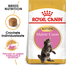 ROYAL CANIN Kitten Hrana pisoi rasa maine coon 4 kg