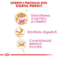 Royal Canin British Shorthair Kitten hrana uscata pisica junior, 400 g