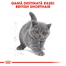 Royal Canin British Shorthair Kitten hrana uscata pisica junior, 10 kg