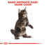 ROYAL CANIN Kitten Hrana pisoi rasa maine coon 4 kg