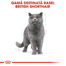 Royal Canin British Shorthair Adult hrana uscata pisica, 10 kg