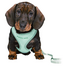 TRIXIE Junior Ham pentru catelusi, cu lesa 26–34 cm/10 mm, 2.00 m, culoare menta