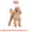 ROYAL CANIN Poodle Adult 7,5 kg