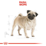 ROYAL CANIN Pug Adult Hrană Uscată Câine 3 kg