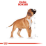 ROYAL CANIN Boxer Junior 3 kg